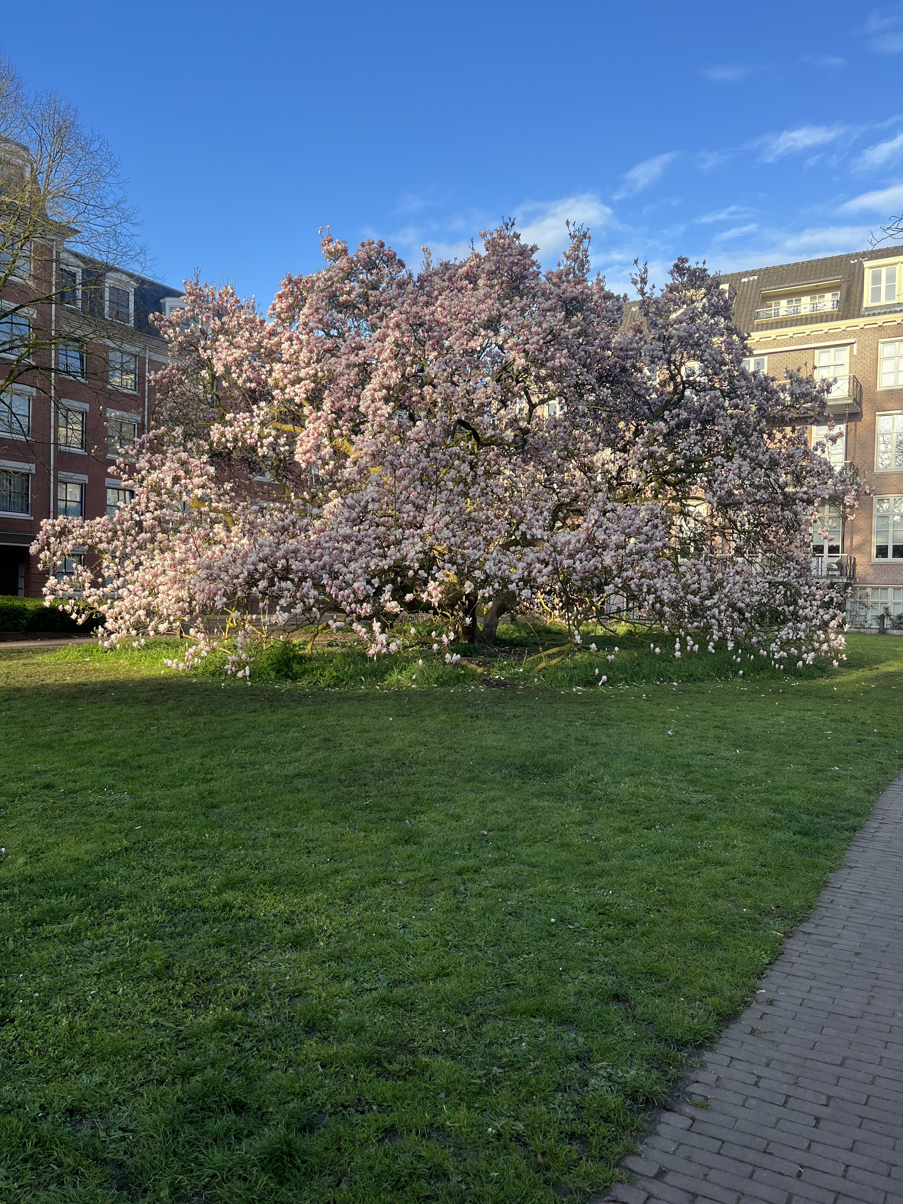 MagnoliaWageningen.jpeg